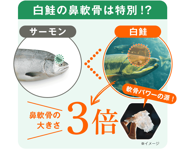 鼻軟骨の大きさ