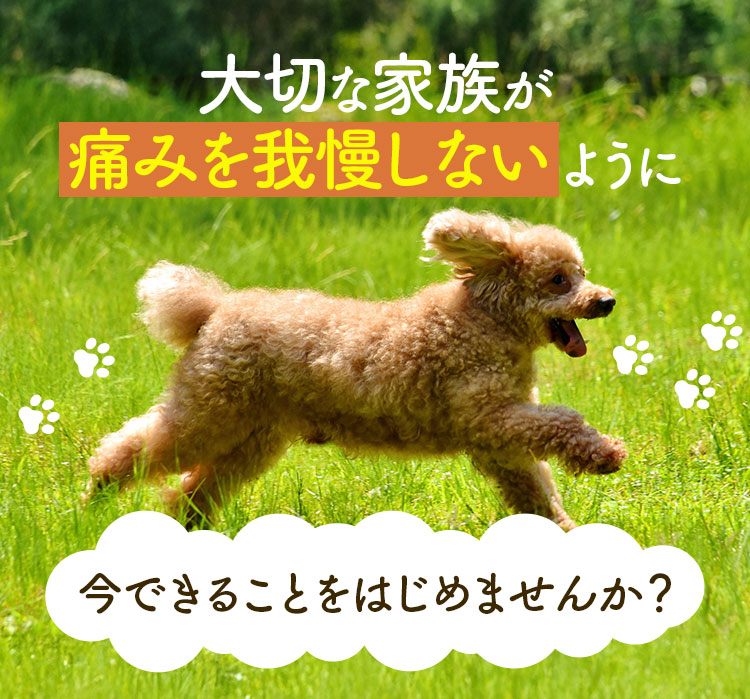 大切な家族が痛みを我慢しないように