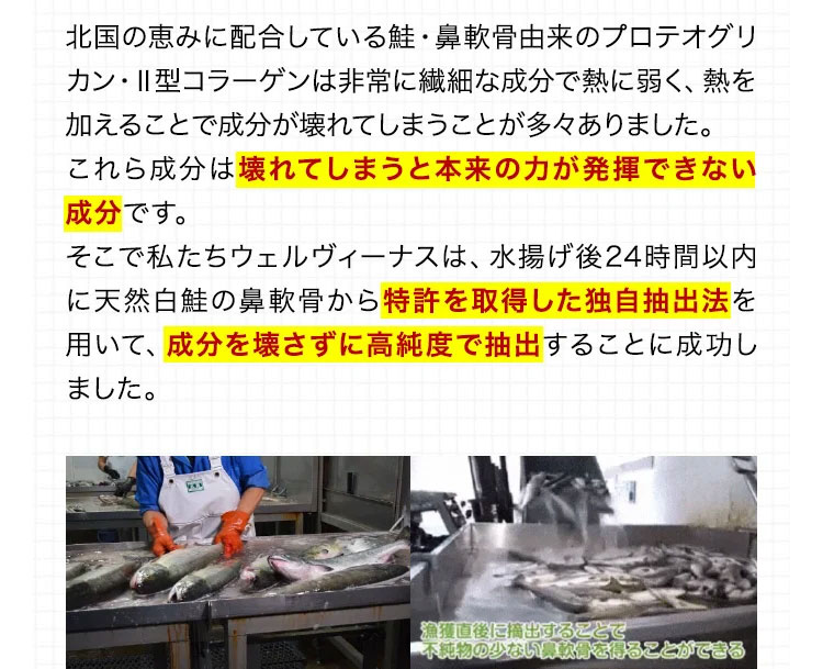 北国の恵みに配合している鮭・鼻軟骨由来のプロテオグリカン・2型コラーゲンは非常に繊細な成分で熱に弱く、熱を加えることで成分が壊れてしまうことが多々ありました。これら成分は壊れてしまうと本来の力が発揮できない成分です。そこで私たちウェルヴィーナスは、水揚げ後24時間以内に天然白鮭の鼻軟骨から特許を取得した独自抽出法を用いて、成分を壊さずに高純度で抽出することに成功しました。