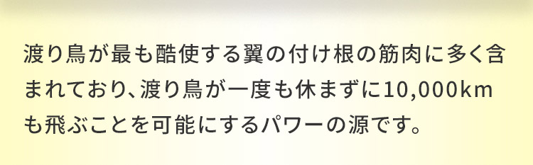 渡り鳥が最も酷使する翼の付け根の筋肉に多く含まれており、渡り鳥が一度も休まずに10,000kmも飛ぶことを可能にするパワーの源です。