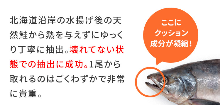 北海道沿岸の水揚げ後の天然鮭から熱を与えずにゆっくり丁寧に抽出。壊れてない状態での抽出に成功。1尾から取れるのはごくわずかで非常に貴重。 ここにクッション成分が凝縮！