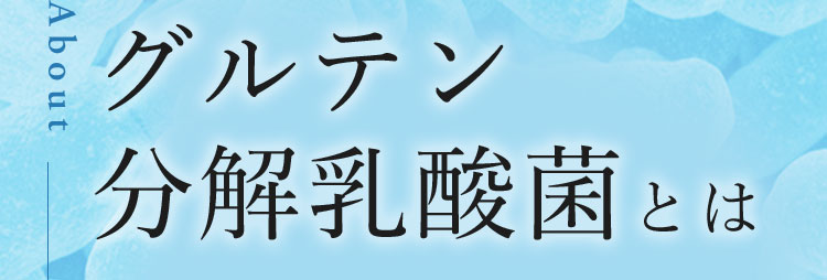 グルテン分解乳酸菌とは