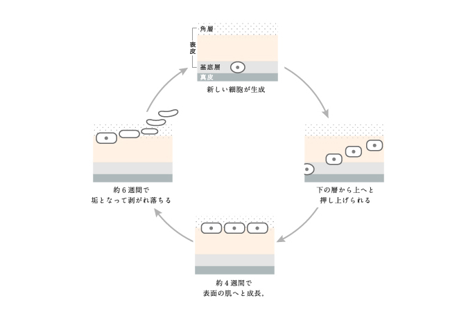 ホワイトワンラメラ構造